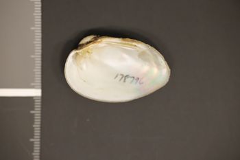 Media type: image;   Malacology 178796 Description: Preserved specimen.;